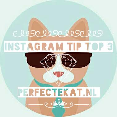 Cat Instagram must follow part 1 – top 3