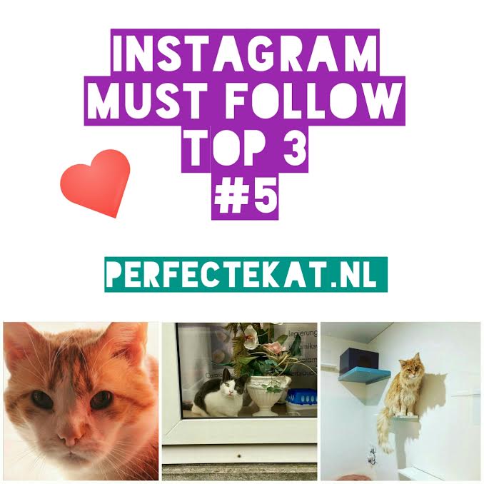 Cat Instagram must follow part 5 – Top 3