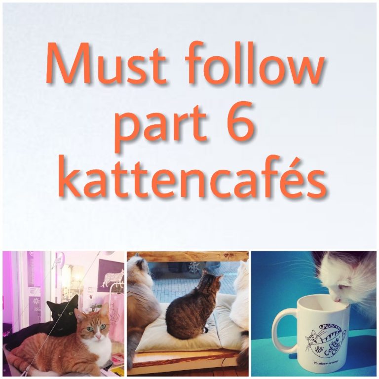 Cat Instagram must Follow part 6 – Top 3