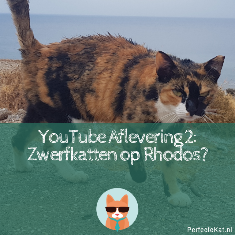 YouTube Aflevering 2: Zwerfkatten op Rhodos?