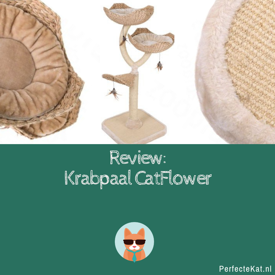 uitroepen Mededogen Schurend Catflower krabpaal review, mijn ervaring - PerfecteKat.nl