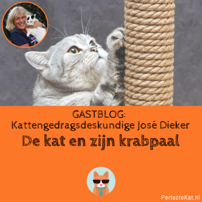De kat en zijn krabpaal – GASTBLOG José Dieker – Kattengedragsdeskundige