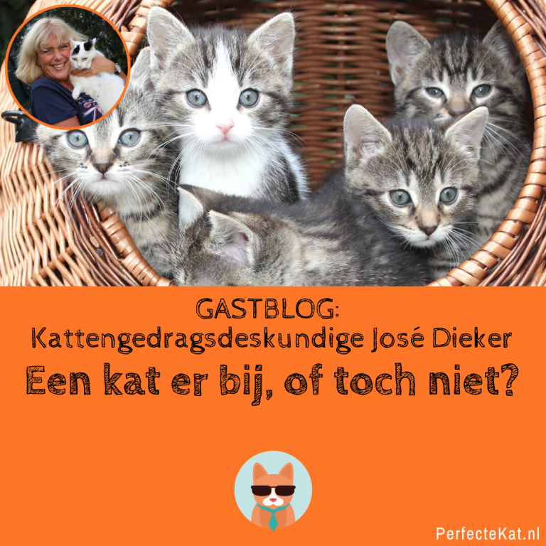 Een kat er bij of toch niet? – GASTBLOG José Dieker – Kattengedragsdeskundige