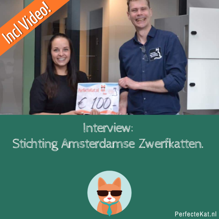 Op bezoek bij Stichting Amsterdamse Zwerfkatten – Inclusief Video!