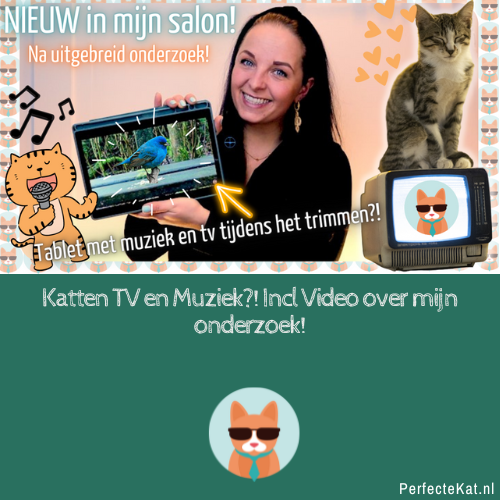 NIEUW in de salon: Katten TV en kattenmuziek! incl. Video!