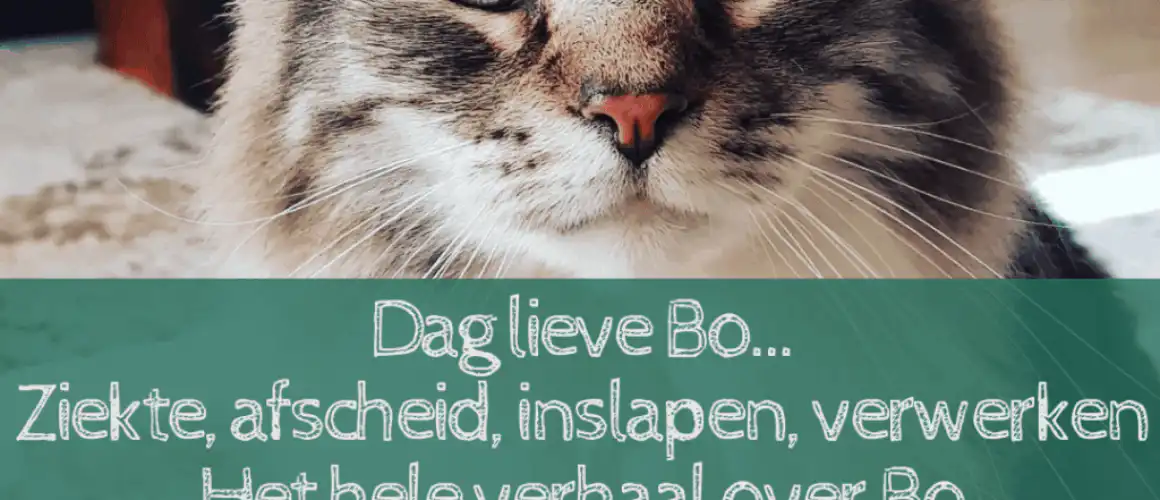 Bo