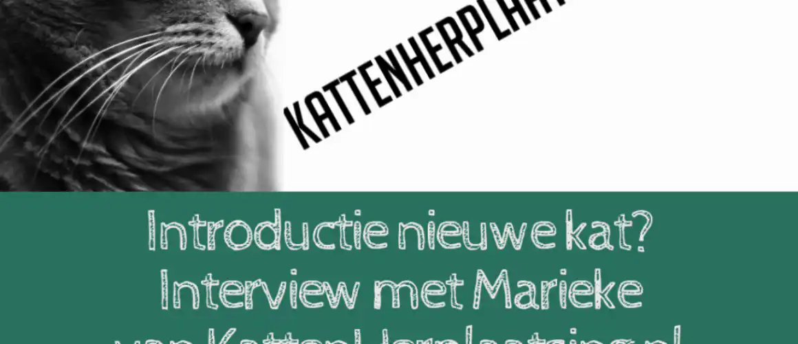 Kattenherplaatsing