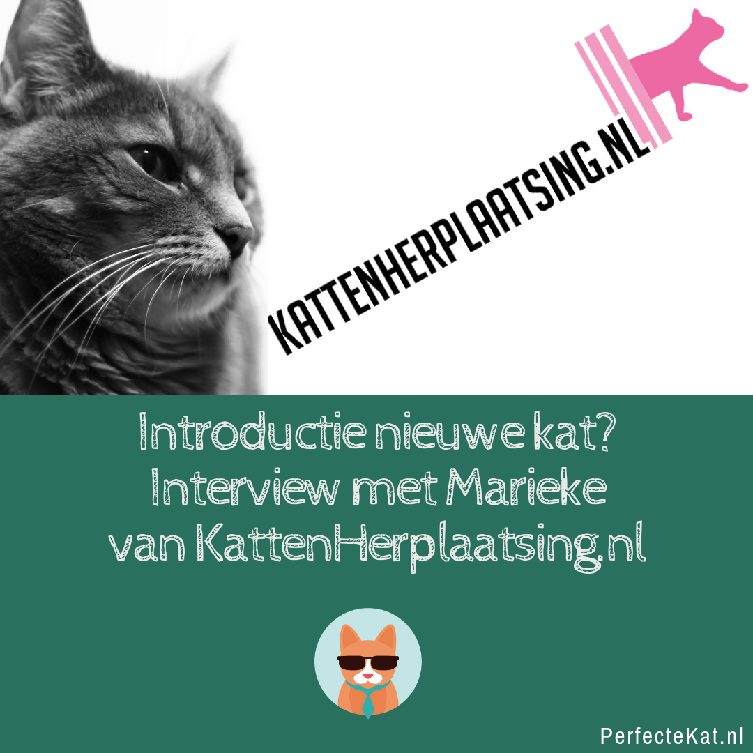 Kattenherplaatsing