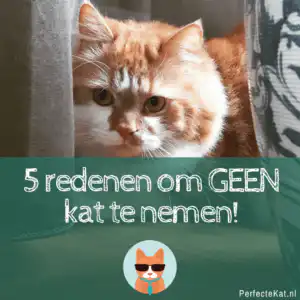 Geen kat