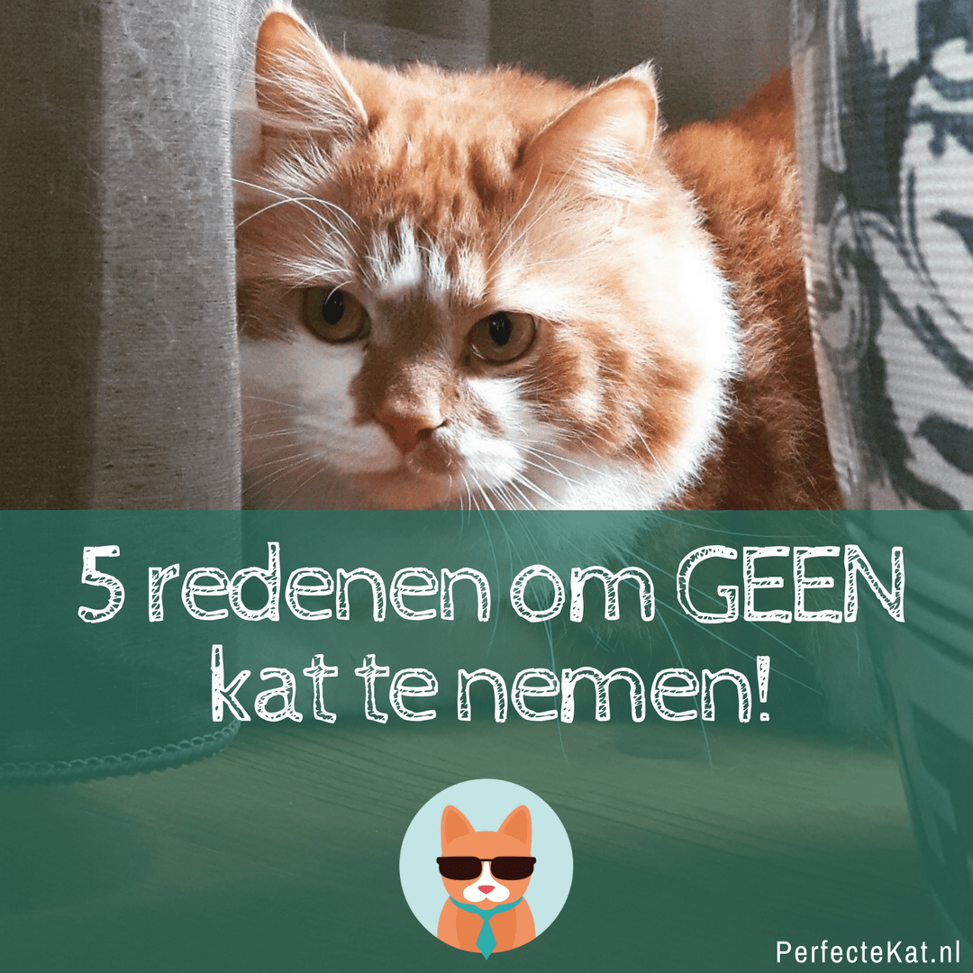 Neemgeenkat
