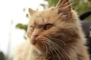 wel een kat