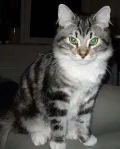 Bo