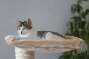 Geen kat