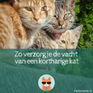 Korthaar