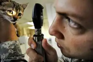 Dierenarts