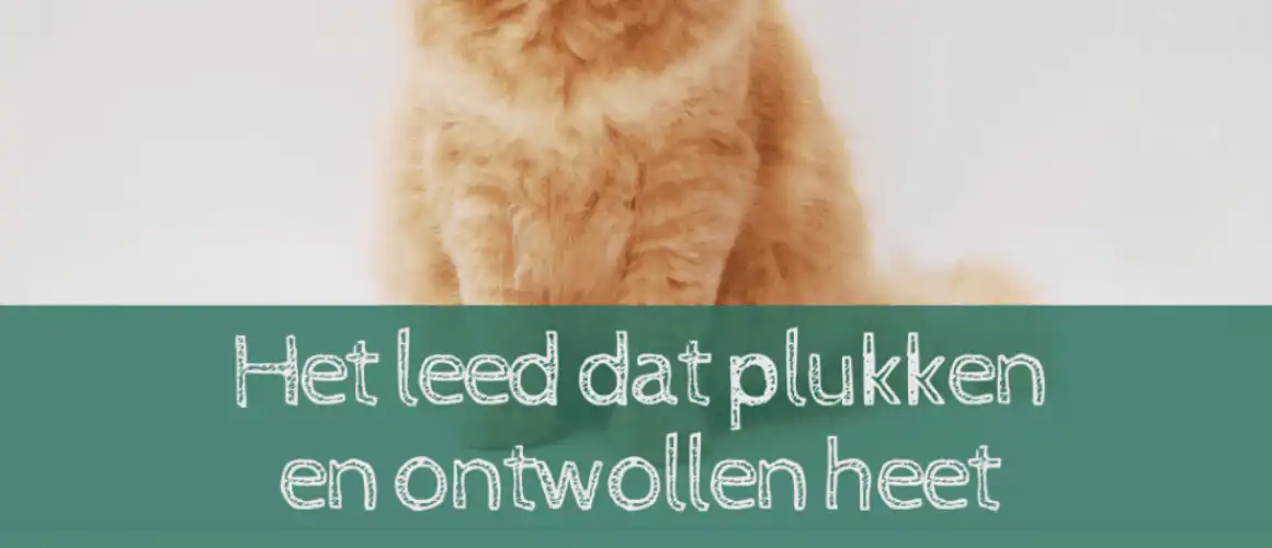 plukken