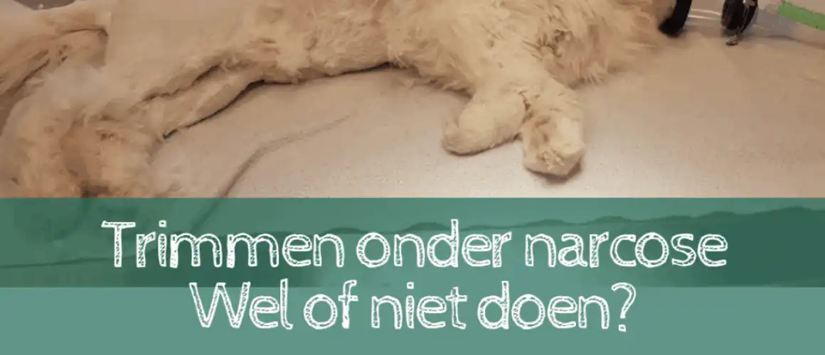 sedatie
