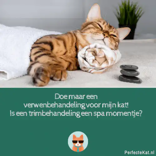 Verwenbehandeling voor je kat