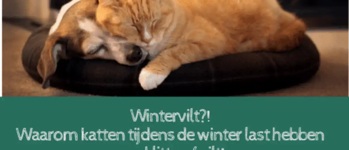 wintervilt