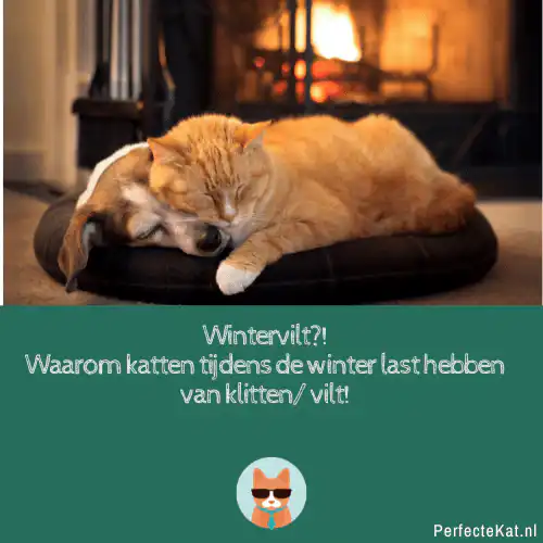 wintervilt