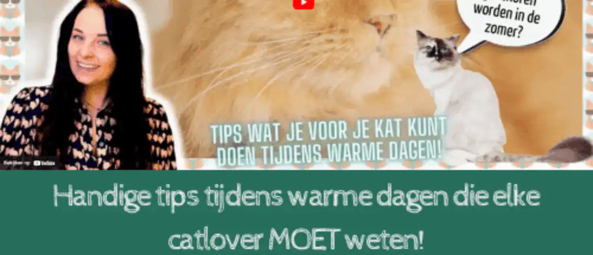 zomerkat-1