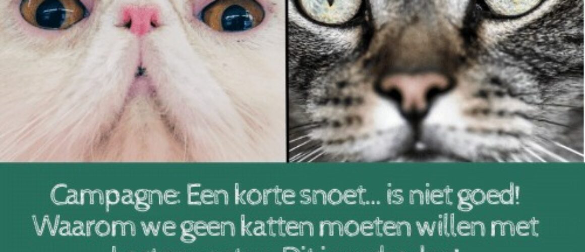 korte neus kat