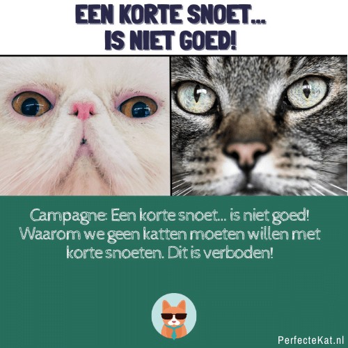 korte neus kat